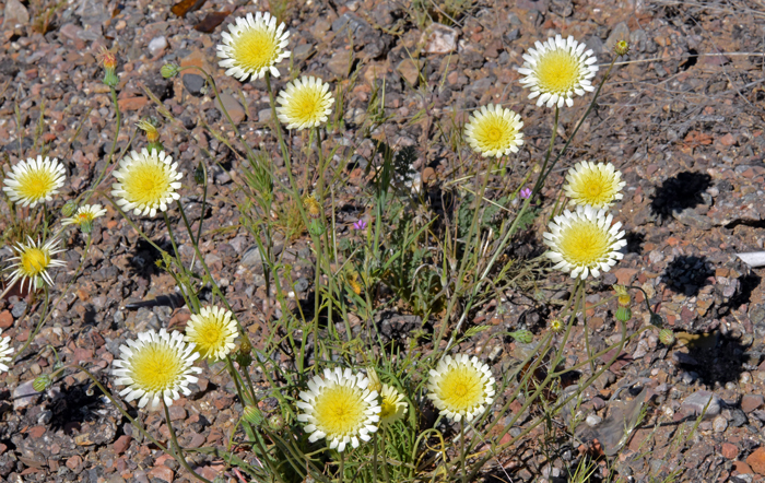 Smooth Desertdandelion bloom from February or March to June and July. Malacothrix glabrata